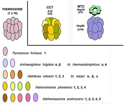 Prokaryotic Chaperonins as Experimental Models for Elucidating Structure-Function Abnormalities of Human Pathogenic Mutant Counterparts